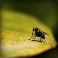 /album/facesmash/photolia-a07-jpg/